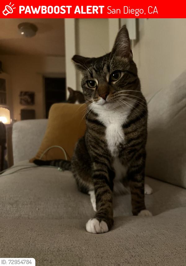 Lost Male Cat last seen Cypress Ave & Indiana St, San Diego, CA 92103