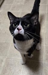 Reunited Male Cat last seen Near Mathilda Ave, Affton, MO 63123, USA, Affton, MO 63123