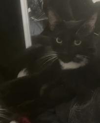 Reunited Male Cat last seen Sycamore apmts , Vacaville, CA 95687