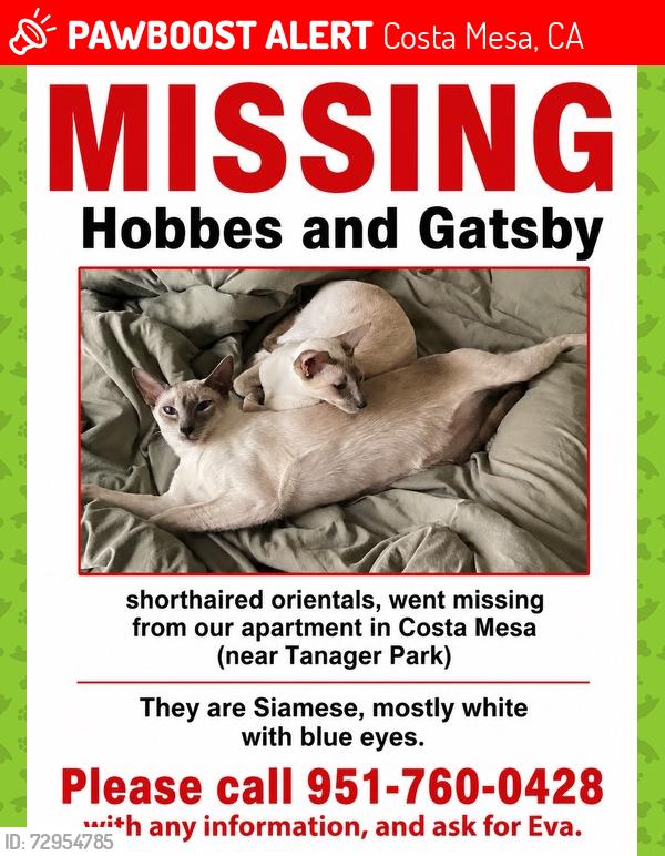 Lost Male Cat last seen Dog Park in 2775 apmts , Costa Mesa, CA 92626