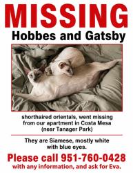 Lost Male Cat last seen Dog Park in 2775 apmts , Costa Mesa, CA 92626