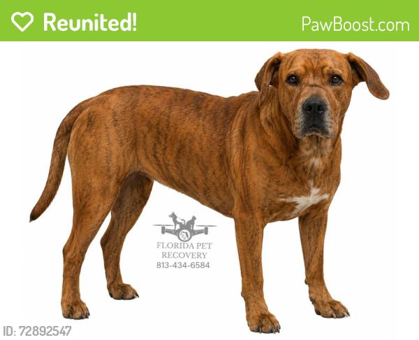 Reunited Male Dog last seen Artisan Lakes Pkwy, Palmetto, FL 34221