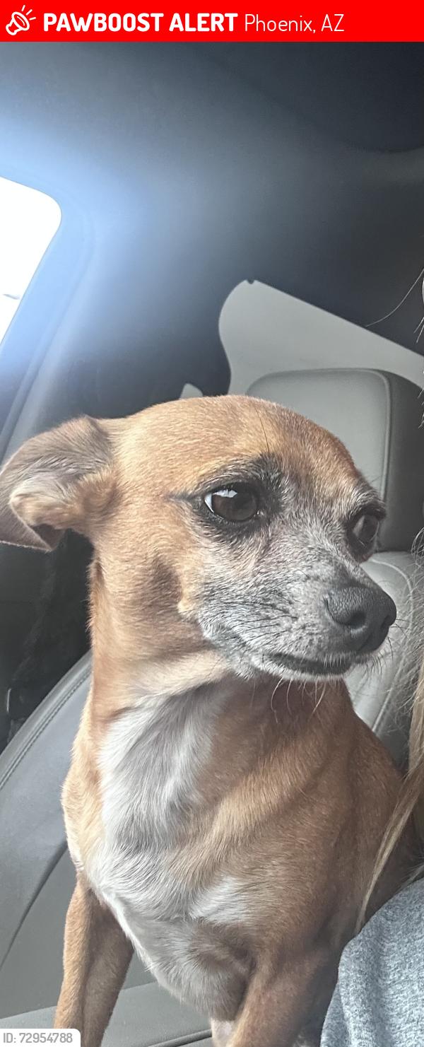 Lost Male Dog last seen 71st Ave. and Broadway, Phoenix, AZ 85043