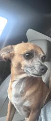 Lost Male Dog last seen 71st Ave. and Broadway, Phoenix, AZ 85043