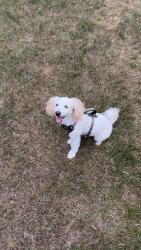 Lost Female Dog last seen River side park , Grand Rapids, MI 49505