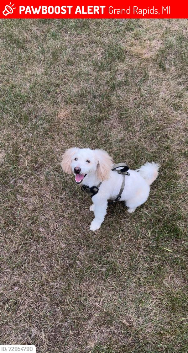 Lost Female Dog last seen River side park , Grand Rapids, MI 49505
