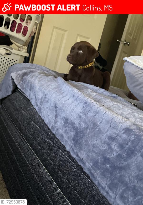 Lost Female Dog last seen Ramsey’s grocery store , Collins, MS 39428