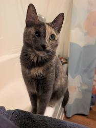 Reunited Female Cat last seen Paularino and Newport ave , Costa Mesa, CA 92626