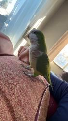 Lost Female Bird last seen S Knott ST, Canby, OR 97013