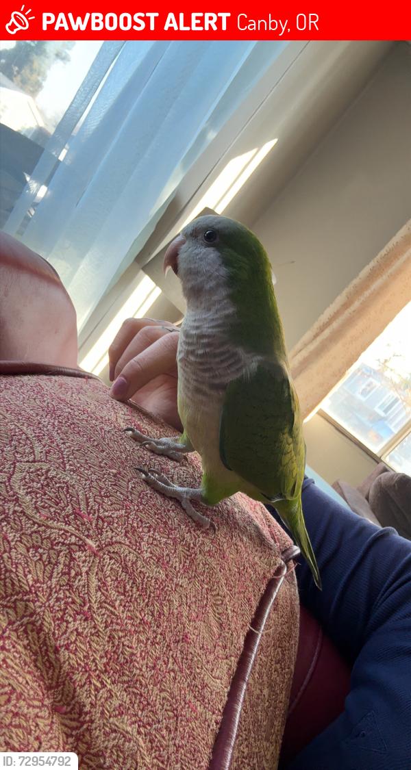 Lost Female Bird last seen S Knott ST, Canby, OR 97013