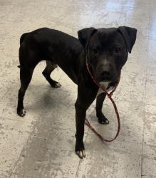 Shelter Stray Male Dog last seen Near S Delong Street, SALT LAKE CITY, UT, 84104, Taylorsville, UT 84123