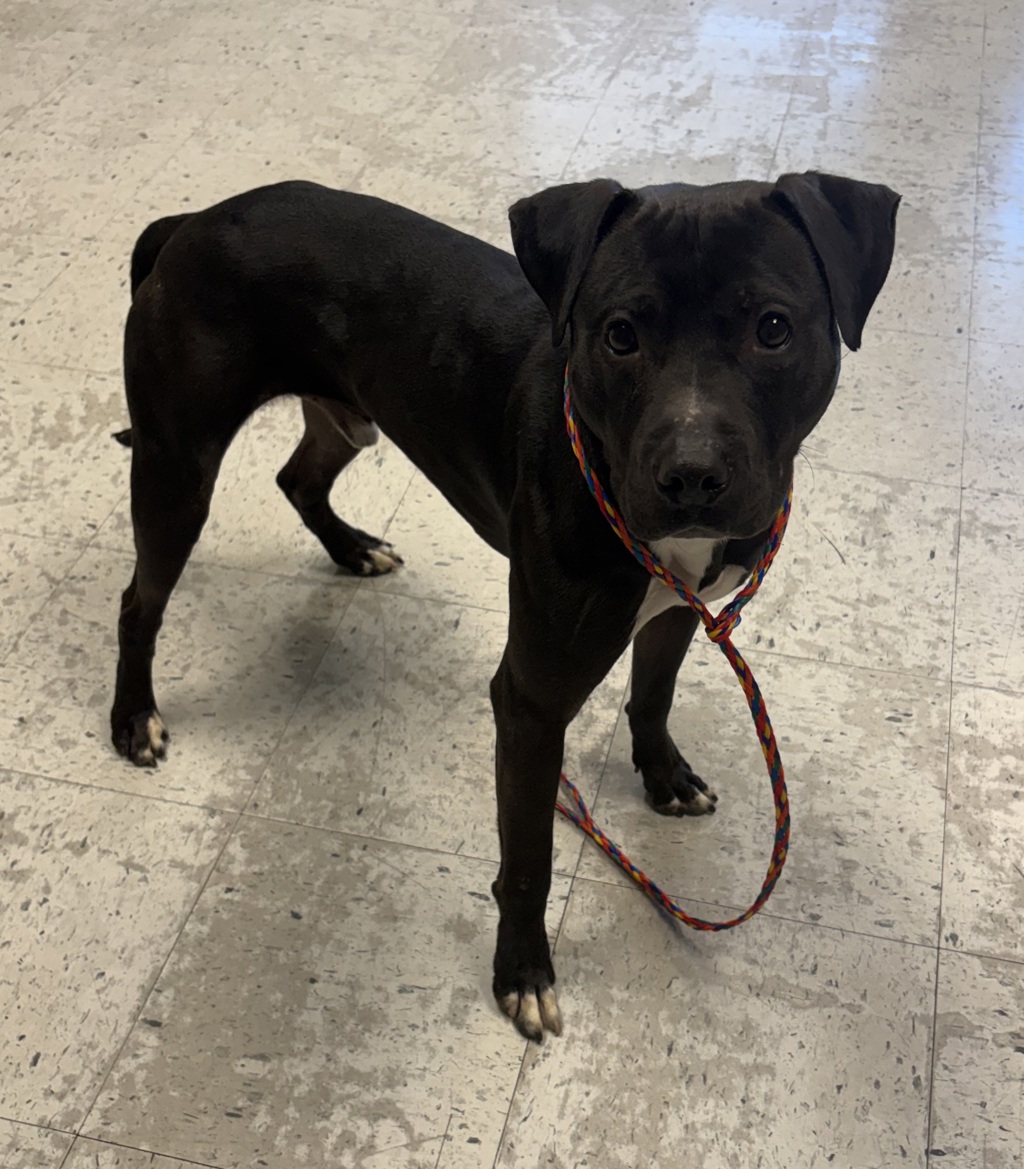 Shelter Stray Male Dog last seen Near S Delong Street, SALT LAKE CITY, UT, 84104, Taylorsville, UT 84123