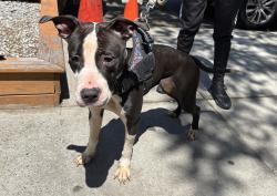 Shelter Stray Female Dog last seen Fdr Drive, NEW YORK, NY, 10009, New York, NY 10029