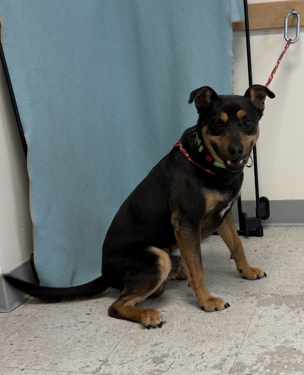Shelter Stray Male Dog last seen Near W North Temple Street, SALT LAKE CITY, UT, 84116, Taylorsville, UT 84123