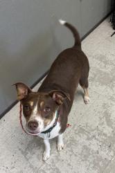 Shelter Stray Female Dog last seen Near S Gladiola Street, SALT LAKE CITY, UT, 84104, Taylorsville, UT 84123