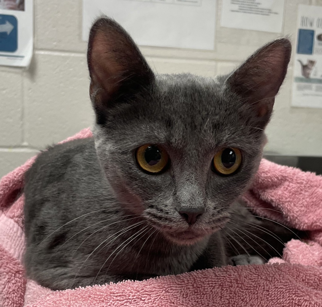 Shelter Stray Female Cat last seen Near Old Mill Village Drive, APEX, NC, 27502, Raleigh, NC 27610