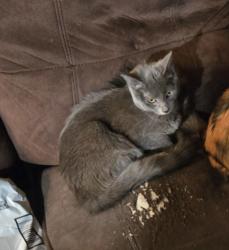 Reunited Female Cat last seen Glennoak apmts, Anaheim, CA 92801