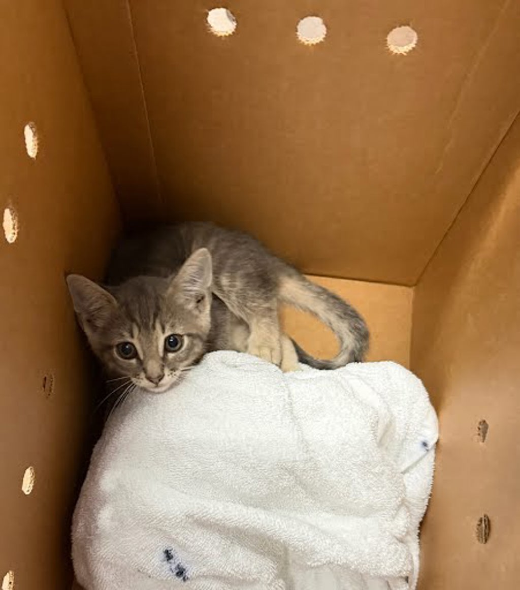 Shelter Stray Male Cat last seen Near Orland Boulevard, AUSTIN, TX, 78745, Austin, TX 78702