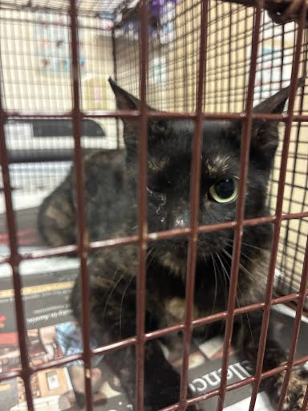 Shelter Stray Female Cat last seen Apt 175,2000 Burton Drive, AUSTIN, TX, 78741, Austin, TX 78702