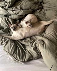 Lost Male Cat last seen Golf Course Drive and Mesa Verde Dr E, Costa Mesa, CA 92626