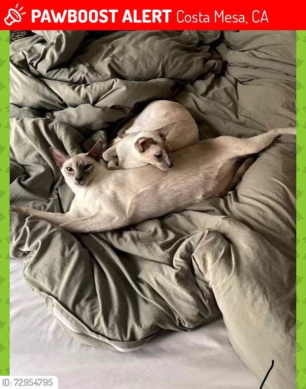 Lost Male Cat last seen Golf Course Drive and Mesa Verde Dr E, Costa Mesa, CA 92626