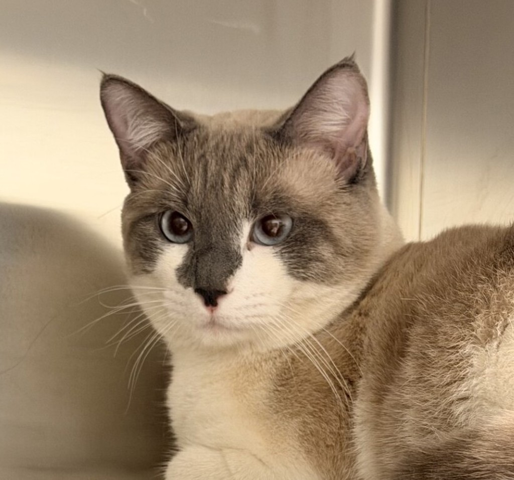 Shelter Stray Male Cat last seen 79th and Sheridan (Glenndale Apartments), Westminster, CO, 80031, Golden, CO 80401