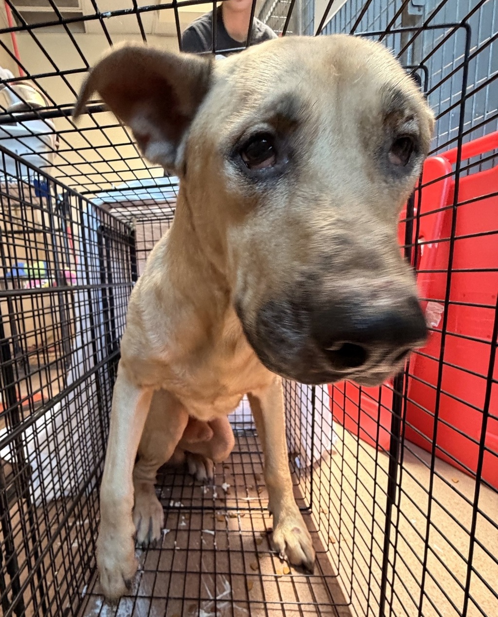 Shelter Stray Male Dog last seen Near calle Tortuosa, San Diego, CA, 92139, San Diego, CA 92110