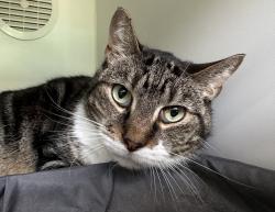 Shelter Stray Male Cat last seen Near Seneca Avenue, STATEN ISLAND, NY, 10301, Staten Island, NY 10309