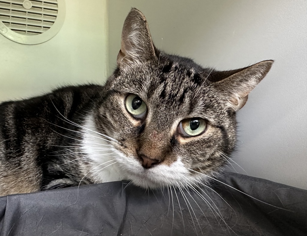 Shelter Stray Male Cat last seen Near Seneca Avenue, STATEN ISLAND, NY, 10301, Staten Island, NY 10309