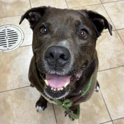 Shelter Stray Male Dog last seen SW 2nd/Main, OR, Troutdale, OR 97060