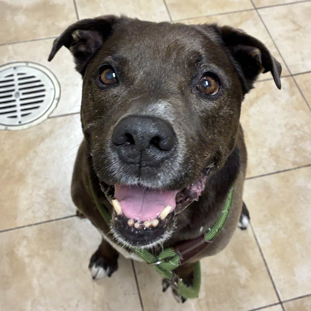 Shelter Stray Male Dog last seen SW 2nd/Main, OR, Troutdale, OR 97060