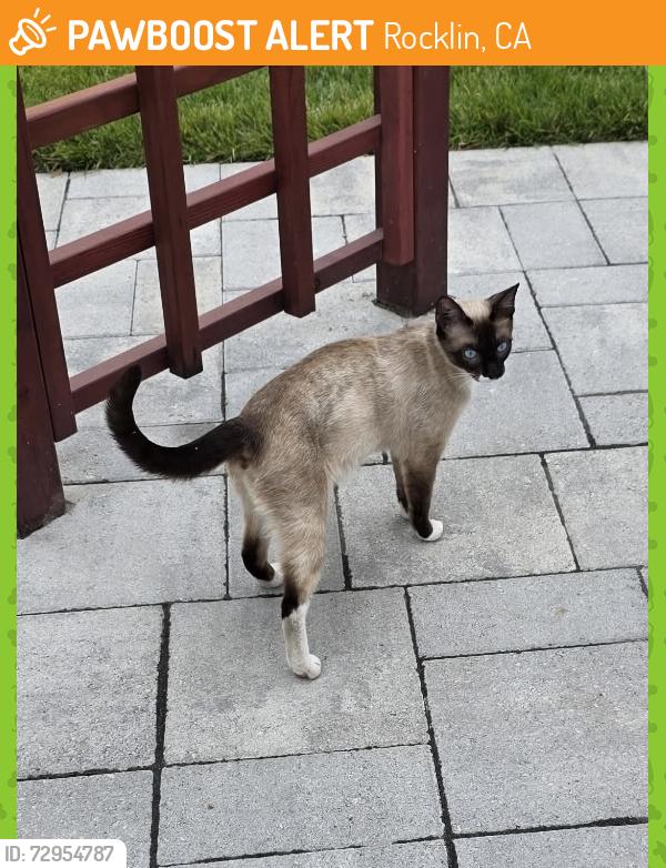 Found/Stray Unknown Cat last seen S. Grove Street, Rocklin, CA 95677