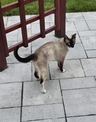 Found/Stray Unknown Cat last seen S. Grove Street, Rocklin, CA 95677