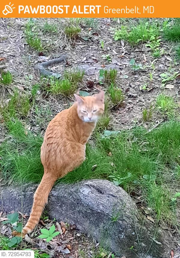 Found/Stray Male Cat last seen Near Ridge Road three blocks from Roosevelt Center, Greenbelt, MD 20770