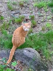 Found/Stray Male Cat last seen Near Ridge Road three blocks from Roosevelt Center, Greenbelt, MD 20770