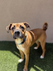 Shelter Stray Female Dog last seen Near Doriana Street, San Diego, CA, 92139, San Diego, CA 92110