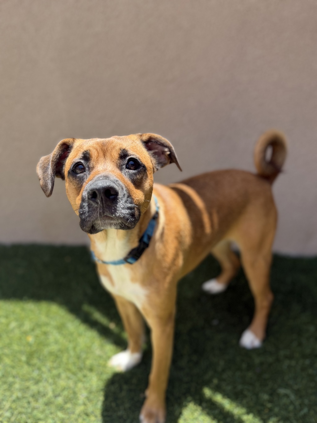 Shelter Stray Female Dog last seen Near Doriana Street, San Diego, CA, 92139, San Diego, CA 92110