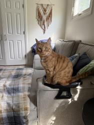 Lost Female Cat last seen Kenvil Ave, Roxbury Township, NJ 07876
