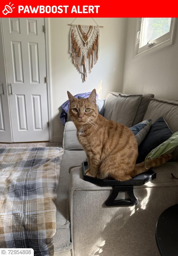 Lost Female Cat last seen Kenvil Ave, Roxbury Township, NJ 07876