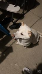 Lost Male Dog last seen Near s wallace st, Chicago, IL 60616