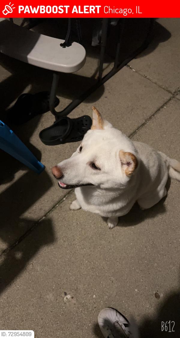 Lost Male Dog last seen Near s wallace st, Chicago, IL 60616