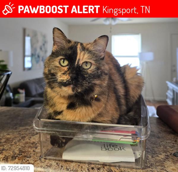 Lost Female Cat last seen Walmart, Kingsport, TN 37664