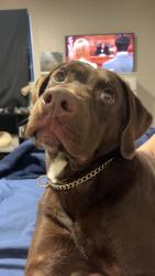 Reunited Male Dog last seen Hendrix College , Conway, AR 72032