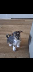 Lost Male Dog last seen Near 11th pl Los Angeles Ca. 90015, Los Angeles, CA 90006