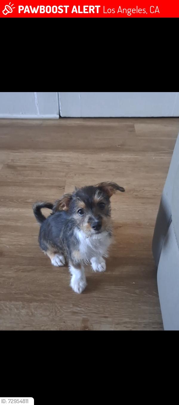 Lost Male Dog last seen Near 11th pl Los Angeles Ca. 90015, Los Angeles, CA 90006