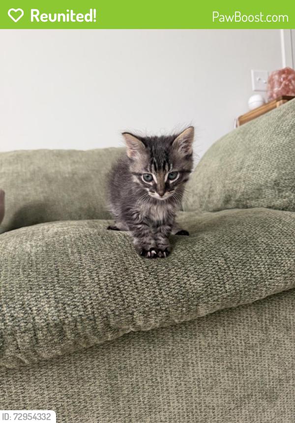Reunited Male Cat last seen Avion apmts, Bozeman, MT 59718