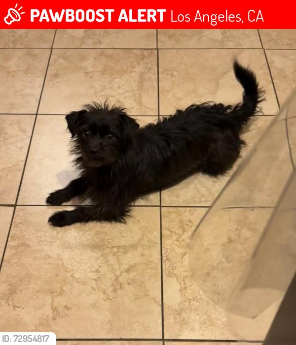 Lost Female Dog last seen Filmore st, Los Angeles, CA 91331