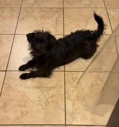 Lost Female Dog last seen Filmore st, Los Angeles, CA 91331