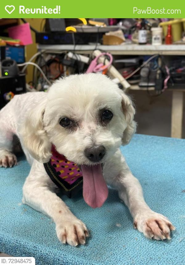 Reunited Female Dog last seen State and tabor , Indianapolis, IN 46203