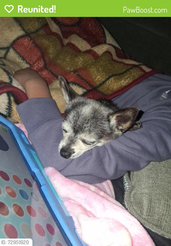 Reunited Male Dog last seen The catholic church on pine road, Bremerton, WA 98310